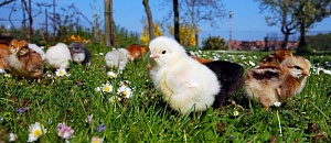 Как вырастить здоровых цыплят