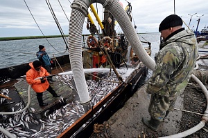 «Русская рыбопромышленная компания» переведет часть минтая во Вьетнам