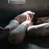 продам свині живою вагою