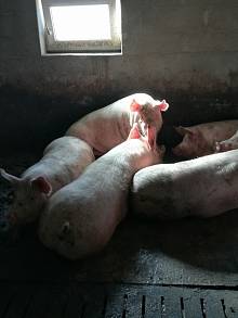 продам свині живою вагою