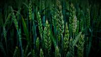 Вчені знайшли ген, що підвищить посухостійкість пшениці