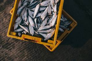 Больше всего морепродуктов в Украину импортируют из Норвегии