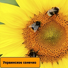 Насіння соняшнику Українське сонечко / Семена подсолнечника Українське сонечко 