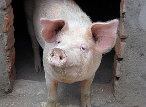 В Черниговской области сожгли 70 свиней