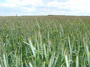 В Украине прогнозируется стремительный рост нового урожая зерновых за счет пшеницы – прогноз ООН