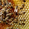 Продам бджолопакети породи "карпатка"