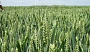 Посівний матеріал озимої пшениці урожаю 2017 року