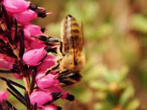 Штучне запилення: сучасні технології замінять бджіл
