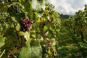Власник саду або винограднику зможе отримати до 60 мільйонів гривень держпідтримки