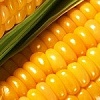 Семена кукурузы Kitchen Seed (Иллинойс, США) ФАО 250, ФАО 320