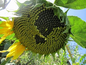  насіння соняшника Нео (107-110 дн.) толерантний до гранстару 