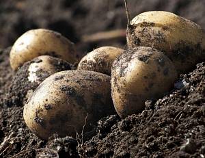 Как повысить урожайность картофеля на капельном поливе