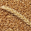 Закупаем по Украине на постоянной основе пшеницу