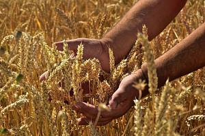 Украина – среди лидеров мирового рейтинга экспортеров сельхозпродукции