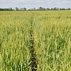 Озимая пшеница Бунчук