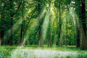 Гослесагентство: Вопрос лесной отрасли требуют комплексного решения на законодательном уровне