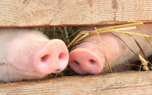 KSG Agro отдаст свиней фермерам
