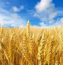 Пшеница, ячмень, рапс, горох куплю с места