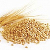 Предприятие на постоянной основе реализует зерновые (пшеница 2-й, 3-й класс)