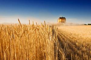 Более миллиона тонн украинского зерна нового урожая уже собрано
