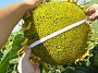 Насіння соняшнику Осман (під євро-лайтнінг)