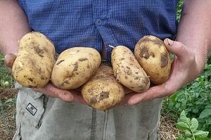 Советы начинающим огородникам: Как увеличить урожайность картофеля