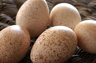 Продам яйцо индюшиное инкубационное
