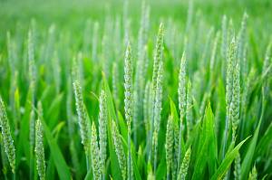 Зернові прогнози: недобір озимих і рекорд по кукурудзі