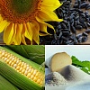  Насіння від виробника: соняшник, кукурудза, цукровий буряк