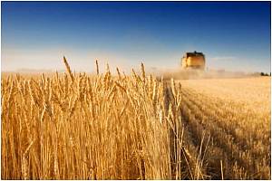 У 2021 році аграрна торгівля України з державами Азії продовжила зростати –Інститут аграрної економіки