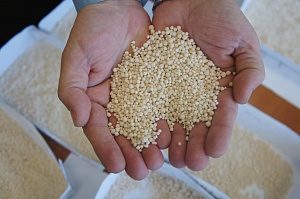 Казахстанские аграрии в шоке от цен на удобрения