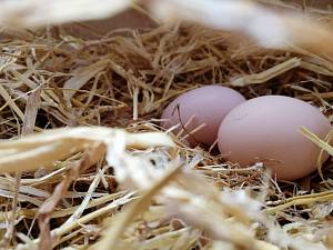 Як заспокоїти споживачів яєць щодо проблем добробуту?