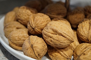 Ореховый бизнес: как заработать на грецких орехах 