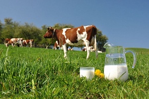 Высокое содержание Омега-3 в свежем коровьем молоке снижает риск возникновения астмы