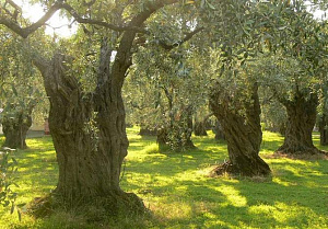 Маслина европейская или оливковое дерево