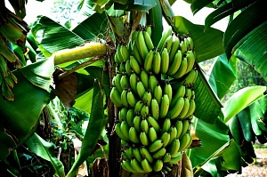 Выращивание холодоустойчивых бананов в Японии