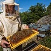 Продам часть своих пчёл