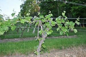 как крепить виноград