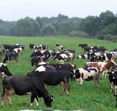 ТзОВ «В.Прометей» продає племінне м’ясне стадо великої рогатої худоби