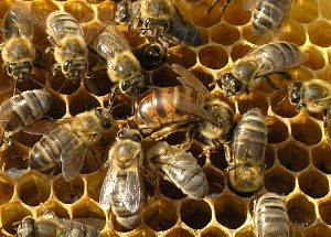 Какую породу пчел выбрать?