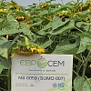 Пропонуємо купити насіння соняшника НС Сумо 007 (НС Н 6059) 