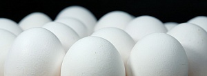 Рентабельность производства яиц в Украине упала в 100 раз 