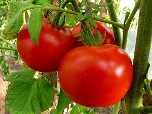 Украина возобновит рекорд экспорта томатов в ЕС