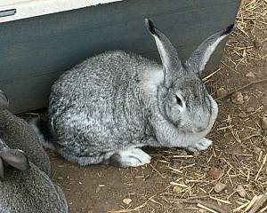 Сірий велетень - українська порода кроликів