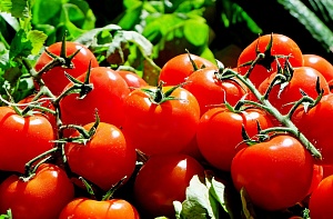 Из-за высоких цен, упал экспортный спрос на украинские огурцы и томаты 