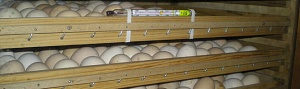 Правильное хранение яиц
