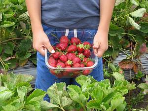 Будут ли производители ягод больше платить за сбор урожая в 2019 году?