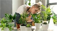 Как начать разводить комнатные растения - советы от экспертов