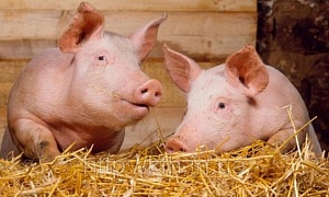 Россия больше не является крупнейшим импортером свинины - Национальная мясная ассоциация