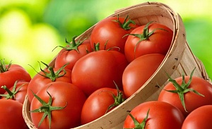 Спрос на помидоры в Украине превышает объемы предложения